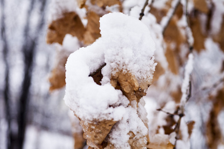 在雪中的树叶