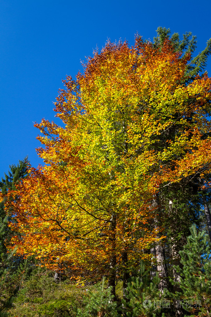 印度夏季照片-正版商用图片1ha2v5-摄图新视界