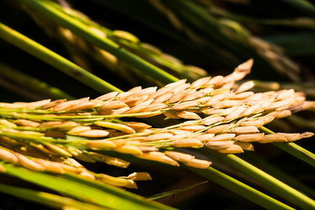 稻田，粮食背景