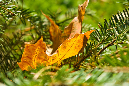 秋天的落叶和冷杉的枝条