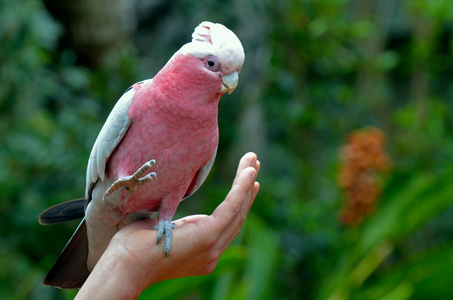 澳大利亚粉红巴丹照片
