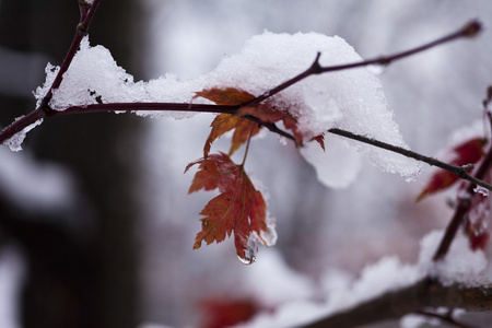 在雪中的树叶