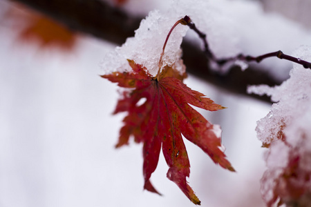 在雪中的树叶