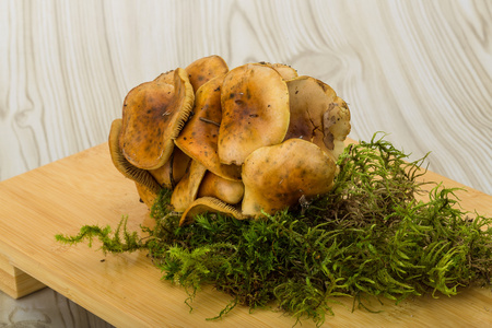 蜜环菌蘑菇