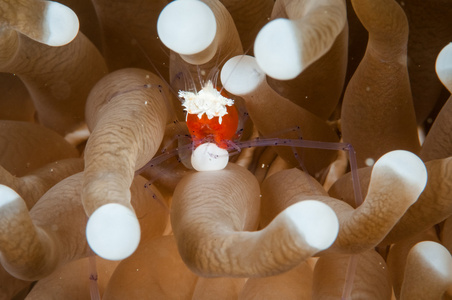 Cuapetes kororensis 虾里面肉芝 sp 蘑菇皮革海绵在 Gorontralo，印度尼西亚水下照片