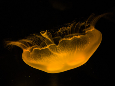 常见的水母图片