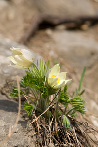 雪花莲