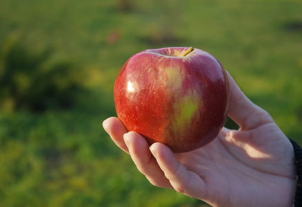 手举行苹果图片