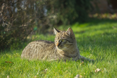 灰色的虎斑猫的小猫