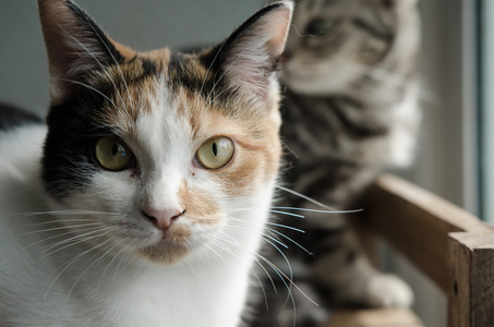 坐在木架子上的印花猫图片