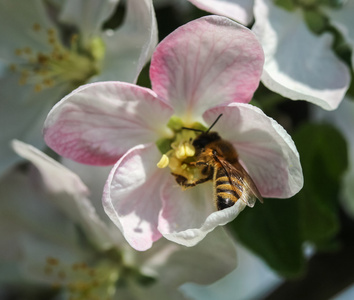 蜜蜂在开花树