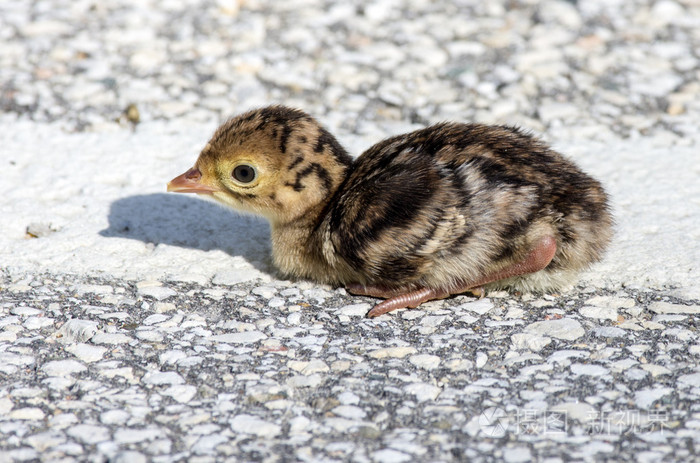 宝贝野生火鸡照片-正版商用图片1haeb3-摄图新视界