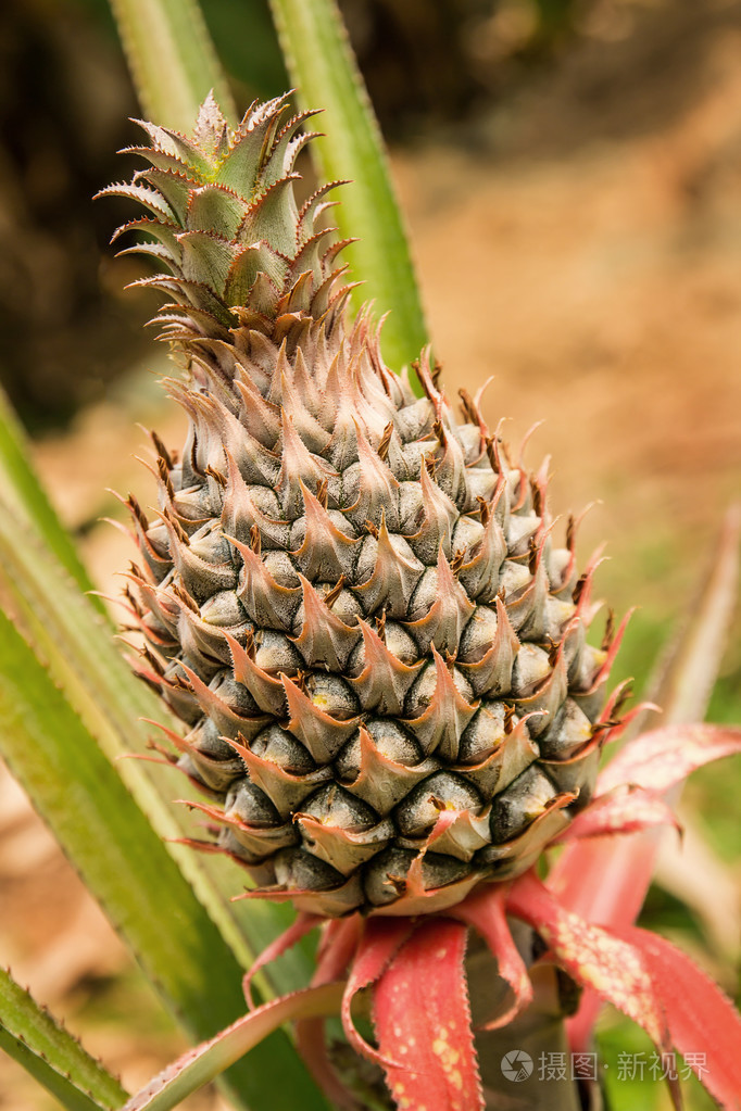 生长在植物上的菠萝
