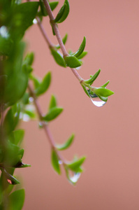 在一个小植物上滴水