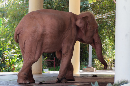 白象缅甸白象仰光缅甸照片