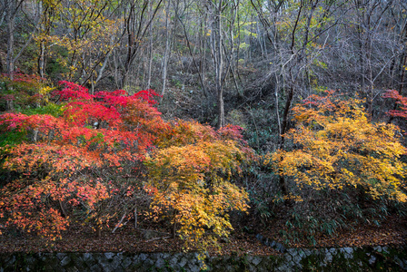 秋天的颜色在韩国山 Maisan