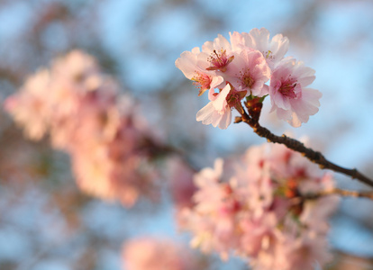 樱花樱桃