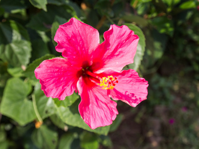 芙蓉花或月季 鞋花。浅焦点