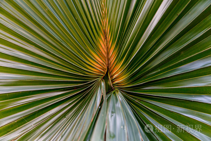 绿色棕榈树树叶