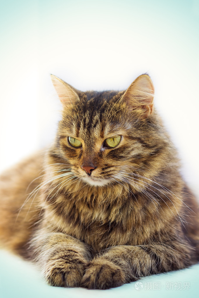 褐色眼睛的猫离体在白色背景上的肖像