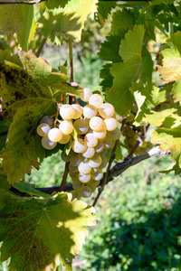 Rtveli葡萄收获在格鲁吉亚的传统
