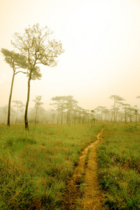 雾在富 Soi 岛国家公园，程逸，泰国山松