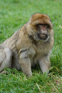 巴巴利猕猴猕猴西尔瓦努斯