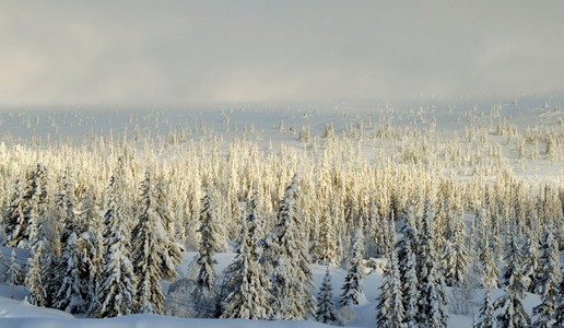 Norefjell 山挪威