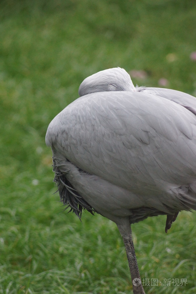 蓝鹤anthropoidesparadiseus