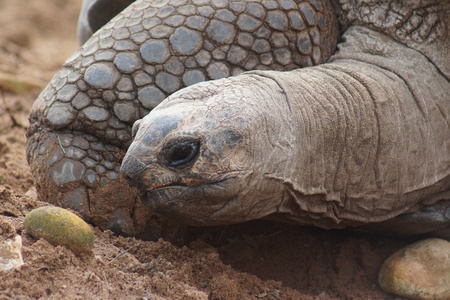 阿尔巨型乌龟Aldabrachelys 柏