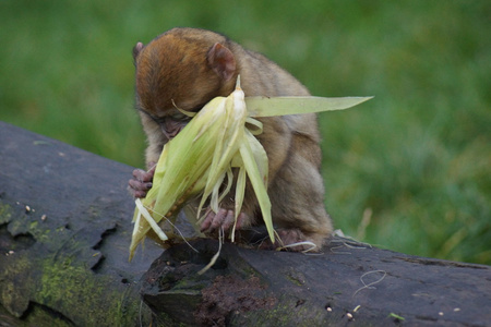 巴巴利枸杞图片