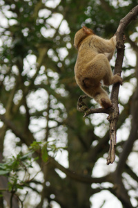 巴巴利猕猴猕猴西尔瓦努斯
