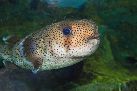 斑翅 Porcupinefish 鱼虎红锥 在日本