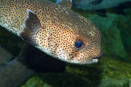 斑翅 Porcupinefish 鱼虎红锥 在日本