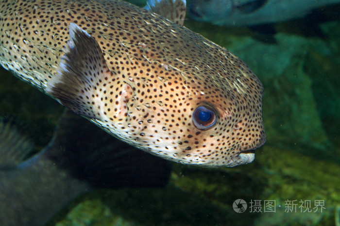 斑翅porcupinefish (鱼虎红锥) 在日本照片-正版商