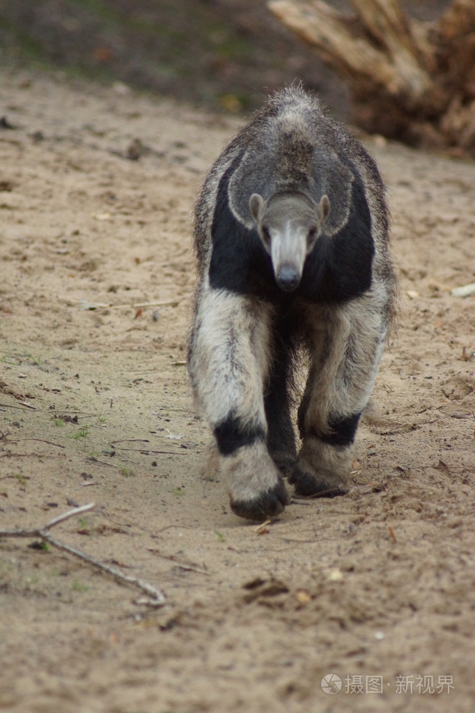 食蚁兽三趾食蚁兽