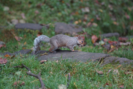 灰色松鼠中型松鼠 carolinensis