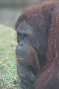 婆罗洲猩猩庞戈 pygmaeus