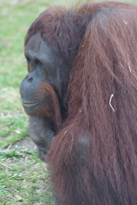 婆罗洲猩猩庞戈 pygmaeus