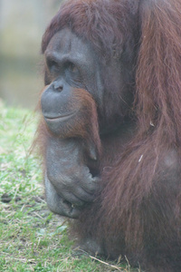 婆罗洲猩猩庞戈 pygmaeus