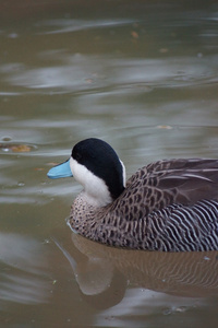 鸭Oxyura jamaicensis