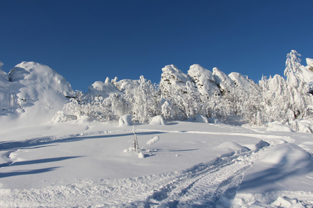 树木覆盖着白雪的阳光明媚的天气
