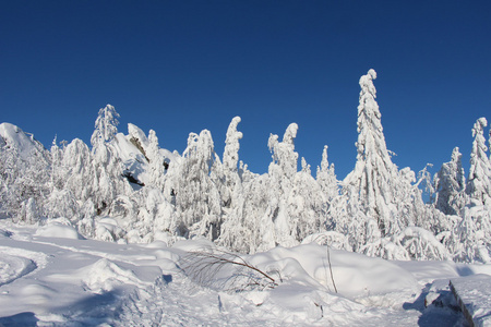 树木覆盖着白雪的阳光明媚的天气