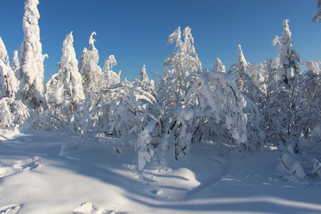 树木覆盖着白雪的阳光明媚的天气