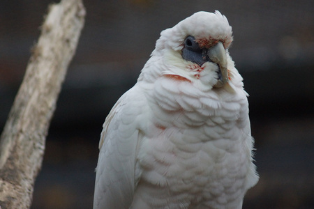 细嘴钙质Cacatua 鸠