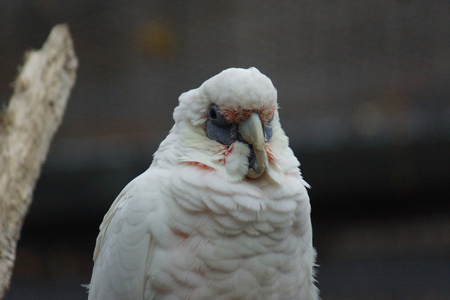 细嘴钙质Cacatua 鸠