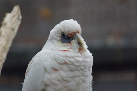 细嘴钙质Cacatua 鸠