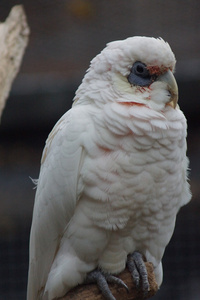 细嘴钙质Cacatua 鸠