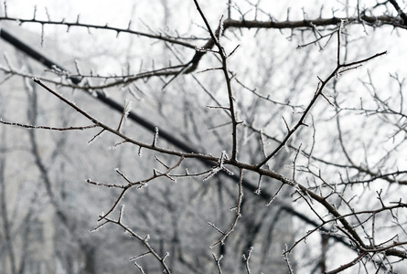 一棵树的树枝上霜