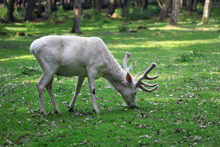 在森林里吃草的雄性白红鹿